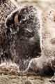 Bison in snow, (color, #1), Yellowstone National Park, Wyoming