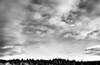 White clouds over tree line (black and white), Yellowstone National Park, Wyoming