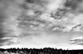 White clouds over tree line (black and white), Yellowstone National Park, Wyoming