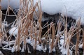 Reeds and snow in creek, Yellowstone National Park, Wyoming