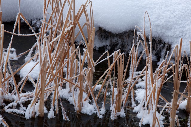 Reeds and snow in creek, Yellowstone National Park, Wyoming