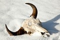 Bison skull and horns, Yellowstone National Park, Wyoming