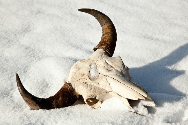 Bison skull and horns, Yellowstone National Park, Wyoming