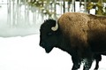 Bison in snow (color, #2), Yellowstone National Park, Wyoming