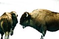 Bison in snow (color, #3), Yellowstone National Park, Wyoming