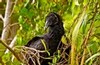 Black vulture on the Anhinga Trail (#1), Everglades National Park, Florida