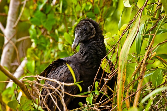 Black vulture on the Anhinga Trail (#1), Everglades National Park, Florida