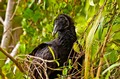 Black vulture on the Anhinga Trail (#1), Everglades National Park, Florida