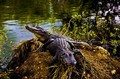 Alligators on the Anhinga Trail, Everglades National Park, Florida