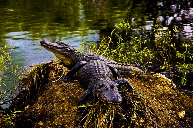 Alligators on the Anhinga Trail, Everglades National Park, Florida