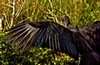 Black Vulture on the Anhinga Trail (#2), Everglades National Park, Florida