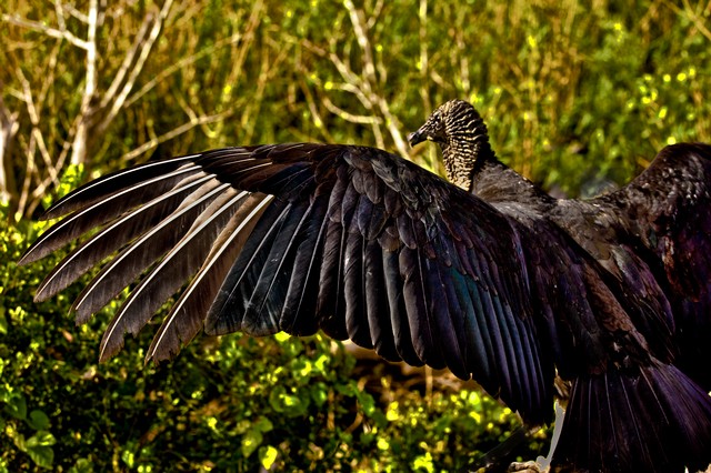 Black Vulture on the Anhinga Trail (#2), Everglades National Park, Florida