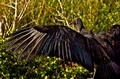 Black Vulture on the Anhinga Trail (#2), Everglades National Park, Florida