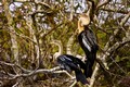 Anhingas on the Anhinga Trail, Everglades National Park, Florida