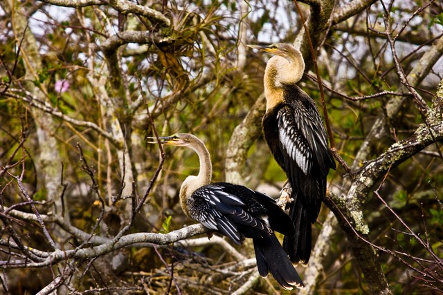 Anhingas on the Anhinga Trail, Everglades National Park, Florida