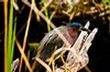 Green Heron on the Anhinga Trail, Everglades National Park, Florida