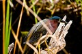 Green Heron on the Anhinga Trail, Everglades National Park, Florida
