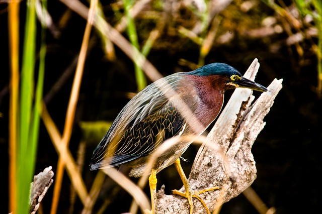 Green Heron on the Anhinga Trail, Everglades National Park, Florida