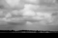 View from the Anhinga Trail (#1, black and white), Everglades National Park, Florida