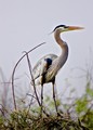 Great Blue Heron on the Anhinga Trail (#1, vertical), Everglades National Park, Florida