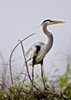 Great Blue Heron on the Anhinga Trail (#1, vertical), Everglades National Park, Florida