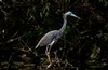 Great Blue Heron on the Anhinga Trail (#2, horizontal), Everglades National Park, Florida