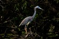 Great Blue Heron on the Anhinga Trail (#2, horizontal), Everglades National Park, Florida