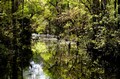 Swamp in early morning (#1), Everglades National Park, Florida