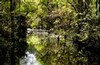 Swamp in early morning (#1), Everglades National Park, Florida