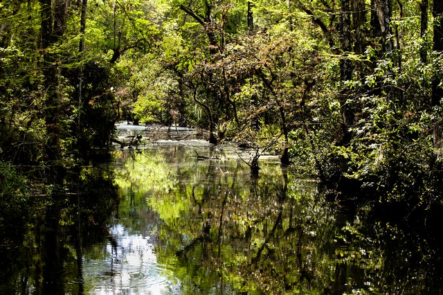 Swamp in early morning (#1), Everglades National Park, Florida