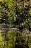 Swamp in early morning (#2), Everglades National Park, Florida