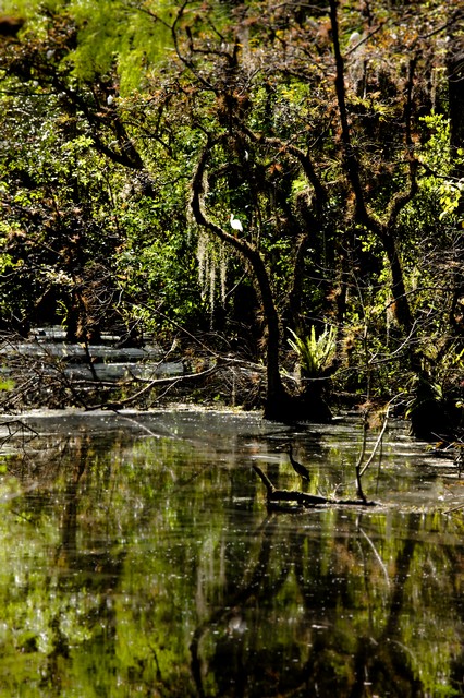 Swamp in early morning (#2), Everglades National Park, Florida