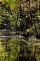 Swamp in early morning (#2), Everglades National Park, Florida