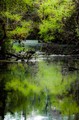 Dawn in the swamp (#1), Everglades National Park, Florida