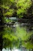 Dawn in the swamp (#1), Everglades National Park, Florida