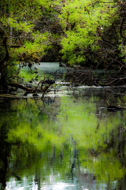 Dawn in the swamp (#1), Everglades National Park, Florida