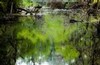 Dawn in the swamp (#2), Everglades National Park, Florida