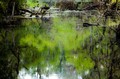 Dawn in the swamp (#2), Everglades National Park, Florida