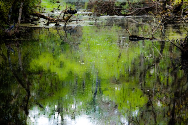 Dawn in the swamp (#2), Everglades National Park, Florida