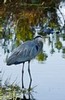 Great Blue Heron and lurking alligator, Everglades National Park, Florida