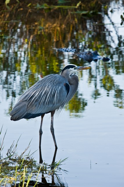 Great Blue Heron and lurking alligator, Everglades National Park, Florida