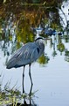 Great Blue Heron and lurking alligator, Everglades National Park, Florida
