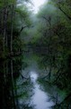 Misty dawn in the swamp, Everglades National Park, Florida