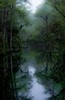 Misty dawn in the swamp, Everglades National Park, Florida