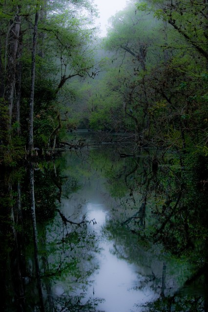 Misty dawn in the swamp, Everglades National Park, Florida