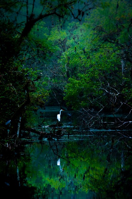 Great Egret at dawn in the swamp, Everglades National Park, Florida