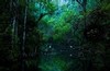 Great Egrets and Great Blue Herons at dawn, Everglades National Park, Florida