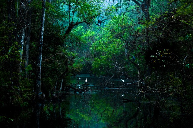 Great Egrets and Great Blue Herons at dawn, Everglades National Park, Florida