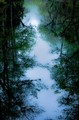 Dawn in the swamp (#4), Everglades National Park, Florida