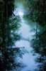 Dawn in the swamp (#4), Everglades National Park, Florida